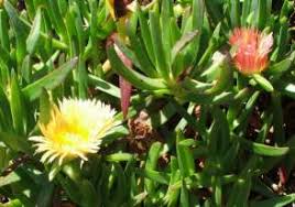 Image result for Carpobrotus