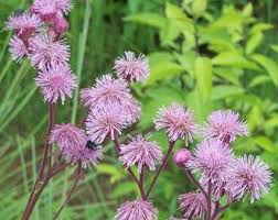 Image result for Campuloclinium macrocephalum