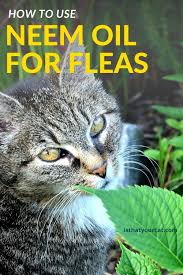I was looking for something safe to repel tick and flea and something safe for cats, then this neem oil came up and apparently have many uses. Neem Oil For Fleas On Cats In 2020 Cat Fleas Fleas Flea Spray
