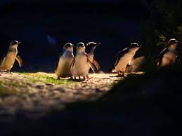 See cape woolamai, seal rocks, the australian grand prix track. Penguin Parade And Phillip Island Wildlife Afternoon Tour From Melbourne Tours Activities Fun Things To Do In Melbourne Australia Veltra