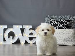 We sell only to forever family homes with a mandatory spay/neuter contract. Havanese Puppies Petland Carriage Place