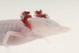 Image result for Tristemma leiocalyx