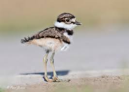 Pin On Killdeer