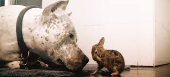 Animal Gifs Kiss Page 2 Gifs Of Funny Animals Gifs Funny Animals Funny Gifs Cheezburger animal gifs kiss page 2 gifs of