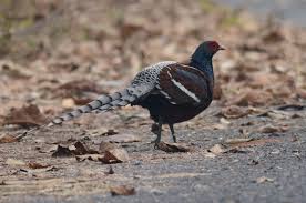 Image result for Humularia reekmansii