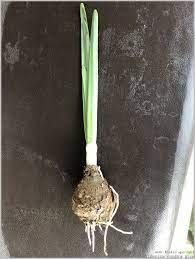 Bulbs, however, give plants a fail safe vegetative method of reproduction, making bulbs. Flower Bulb Leaves Identification Gardening For Beginners Bulb Flowers Planting Bulbs Flower Seedlings