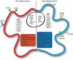 The aerobic energy system is where we utilize all three of our fuel sources. Frontiers The Metabolic Signature Of Macrophage Responses Immunology
