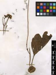 Image result for Solanecio