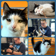 Update; Pip is opgehaald 🎉🎉 Deze kleine lieverd heet Pip. Pip wer gevonde  bij de Wolphaertsbocht te Rotterdam. Das nou nie eg een plekkie voor zoonun  klein beesie om ff alleen ront