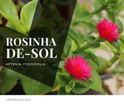 Com a colaboração fundamental de 43 jurados. Jardineiro Net Rosinha De Sol Aptenia Cordifolia Nome Cientifico Aptenia Cordifolia Nomes Populares Rosinha De Sol Familia Aizoaceae Categoria Cactos E Suculentas Flores Perenes Folhas E Flores Plantas Horticolas Clima Equatorial Oceanico