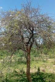 Image result for Commiphora pteleifolia