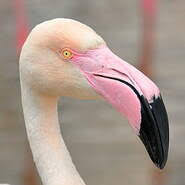 Flamant rose - Phoenicopterus roseus