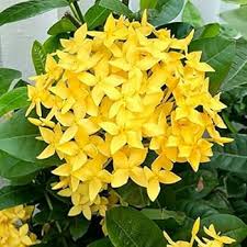 Image result for Ixora seretii