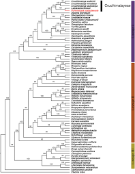 Image result for Oreophyton falcatum