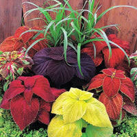 Image result for Coleus megacalyx