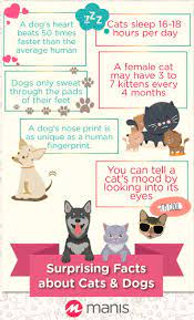 Strange Facts About Cats Dogs Cat Facts Cat Sleeping Dog Nose Print
