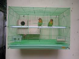 Sebaiknya sangkar terbuat dari logam karena lovebird memiliki kebiasaan menggigiti benda di. 6 Kunci Cara Ternak Lovebird Step By Step Sampai Sukses