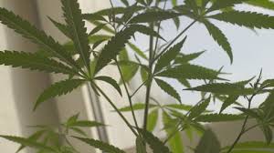 How to grow weed indoors with natural light. Cannabis Plant In Bloom Phase Stock Footage Video 100 Royalty Free 1010899325 Shutterstock