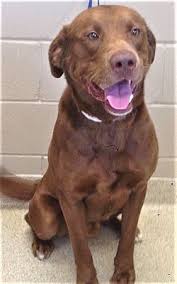 Chocolate lab puppies for adoption in illinois. Downers Grove Il Labrador Retriever Meet Adopted Fletcher A Pet For Adoption
