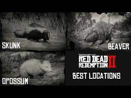 Now, red dead redemption 2 gang hideouts are dotted all across the map; Red Dead Redemption 2 Best Place To Find Opossum Skunks And Beavers Youtube