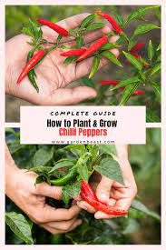 Grow Your Own Chillies Easy Simple Tips Chilli Plant Thai Chili Pepper Plant Chili Pepper Plant