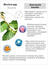 Image result for Maclura africana