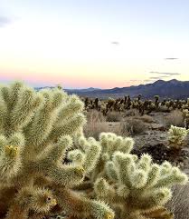 There are many attractions to the barker dam barker dam is located in the northwestern portion of joshua tree and takes about 40 minutes to drive to from both indian cove and black rock. 7 Awesome Hikes In Joshua Tree National Park