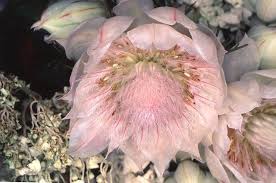 Suspended In A Fungus Flowers The Flowers Of Evil Photographic Projects