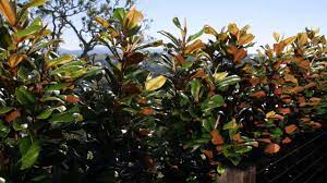 Buy teddy bear® southern magnolias online with delivery right to your doorstep. About Magnolia Teddy Bear Youtube