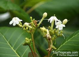 Image result for Guettarda