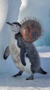 A Heartwarming Tale how a white Tiger cub saved a Penguin cub nimalrescue  Polarrescue Penguin, #barnacle #parasite #AI #humanity #animalsofinstagram  #rescueanimals #animalreels #wildlife #rescue ...