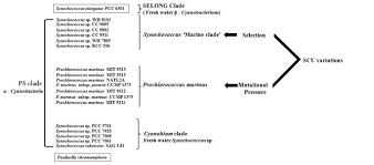 Viral tiktok kakak ti dur di ewe adik : Mutational Pressure Dictates Synonymous Codon Usage In Freshwater Unicellular A Cyanobacterial Descendant Paulinella Chromatophora And B Cyanobacterium Synechococcus Elongatus Pcc6301 Springerplus Full Text
