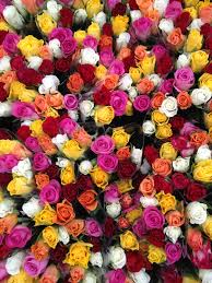 images?q=tbn:ANd9GcSeu190Zv1ZPafYyQX0OBB