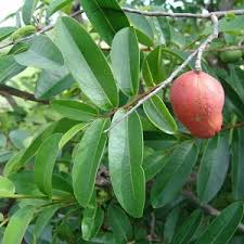 Image result for Hexalobus monopetalus