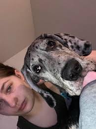 Great Dane puppies pictures and experiences