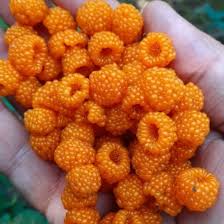 Image result for Rubus ellipticus