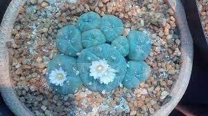 Peyote often grows in groups of cactuses the form close to the ground. My At The Time 13year Old Seed Grown Peyote This Was 2 Years Ago Today Cactus