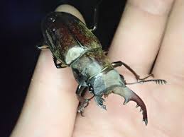 片アゴ欠けた様なミヤマクワガタを拾ってみたら雌雄モザイクで草 - Togetter