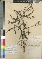 Image result for Rourea orientalis