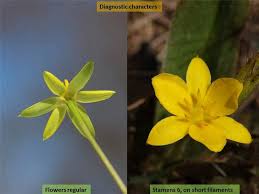 Image result for Hypoxidaceae