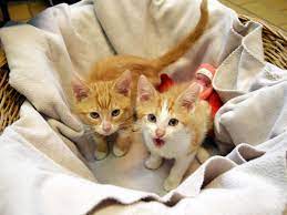 Sie kamen als winzlinge ohne katzenmutter auf eine sie suchen ein neues zuhause, wo man sich viel mit ihnen beschäftigt und keiner böse ist, wenn sie mal etwas kaputt machen oder die wilde jagd über. Im Karton Ausgesetzt Zehn Welpen Suchen Ihr Zuhause Hamburger Tierschutzverein Von 1841 E V