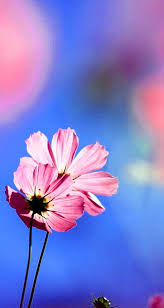 Whatsapp dp images, are you searching profile picture photos images wallpaper for your social media profile so you are in right place. Wallpaper Whatsapp Dp Wallpaper Cute Baby Pics