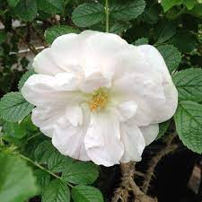 Blooms in flushes throughout the season, occasional repeat later in the season. Polareis Polar Ice