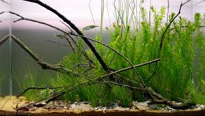 Terdapat beberapa jenis ikan yang bisa dipelihara di aquascape. Aga Aquascaping Contest Delivers Stunning Freshwater Views Reef Builders The Reef And Saltwater Aquarium Blog