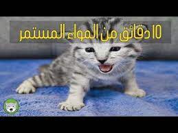 10 دقائق مواء القطط يجعل القطط تسترخي youtube animals cats art