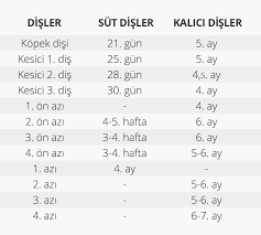 Saglikli Kopegin Tanimi Zeytinburnu Veteriner Klinigi