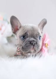 Look at pictures of french bulldog puppies who need a home. Teacup French Bulldog Puppies For Sale In Florida Pets Lovers