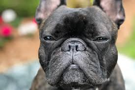 French bulldogs are beautiful and a site to see. Are Frenchies Smart Barkd App