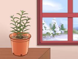 In the next article, we'll give you 8 simple steps to get your own ginger root growing. How To Grow A Ginger Plant 13 Steps With Pictures Wikihow