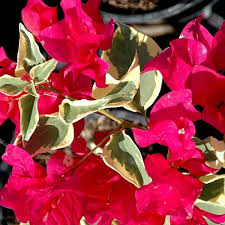 The bougainvillea mixed plant can fit in to almost any wall and garden. Botanical Creations Bougainvillea Bambino Jezebel 140 Mm